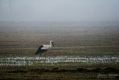 015_Biebrza - kwiecien 2011